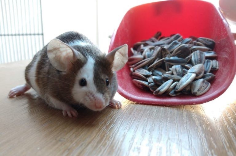 Mice Treats: FAQs & Yummy Treat Suggestions Your Mice Will Love
