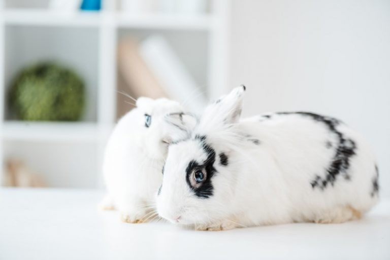 12 Things You Need To Know Before Adopting Rabbits