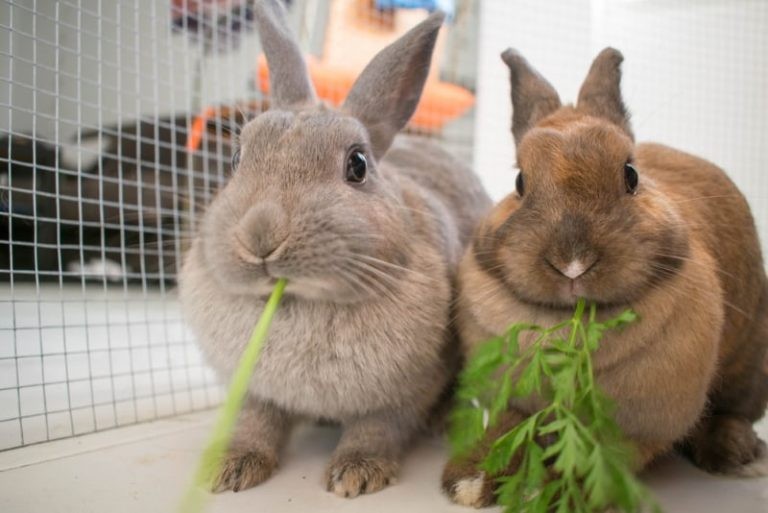 Are Bunnies Good Pets? The Pros and Cons Of Owning Pet Rabbits