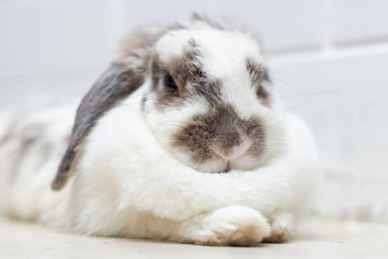 How to Safely Trim Your Rabbit’s Nails