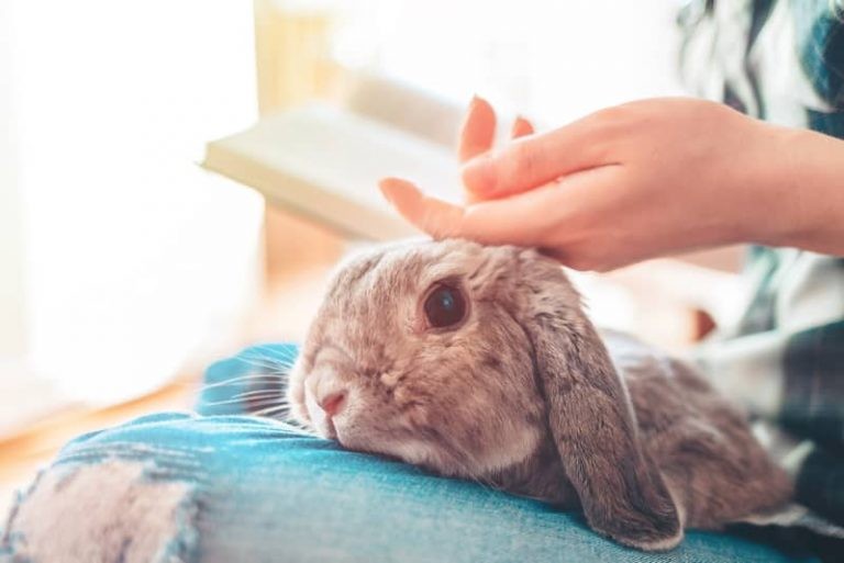 Why Rabbits Aren’t Good Starter Pets For Small Children