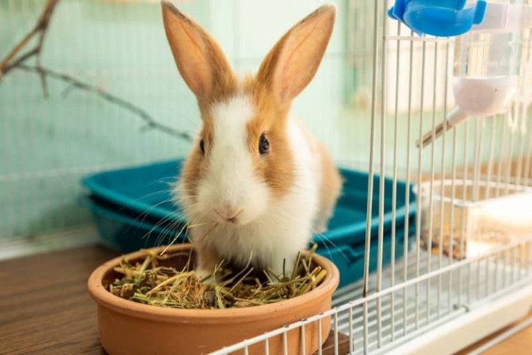 What Is the Best Hay for Rabbits? A Nutritional Overview