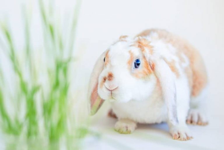 How Can You Tell If Your Bunny Is Happy? 5 Signs of a Happy Rabbit