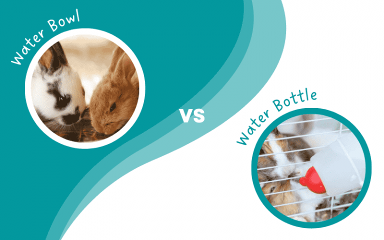 Should I Use a Water Bottle or a Water Bowl for My Rabbits?