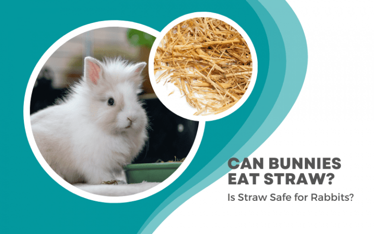 Can Rabbits Eat Straw? What to Do if Your Bunnies Love Munching on Straw?