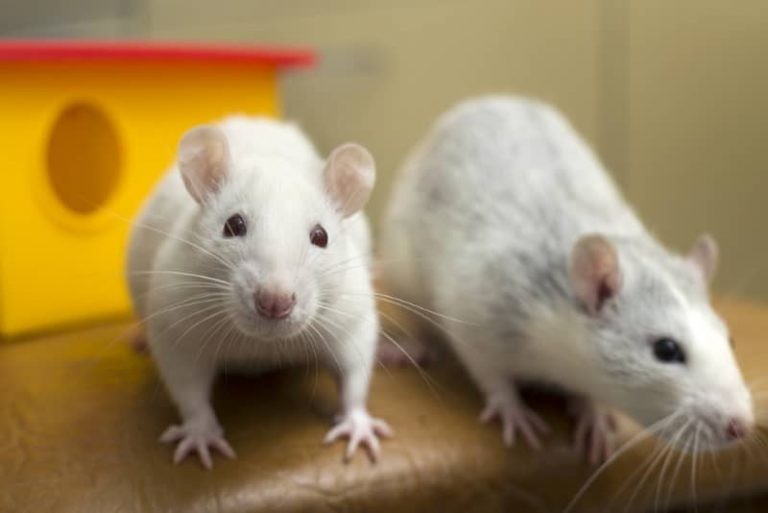 Making Rats’ Free Roam Time Fun & Safe: Free Roaming Ideas