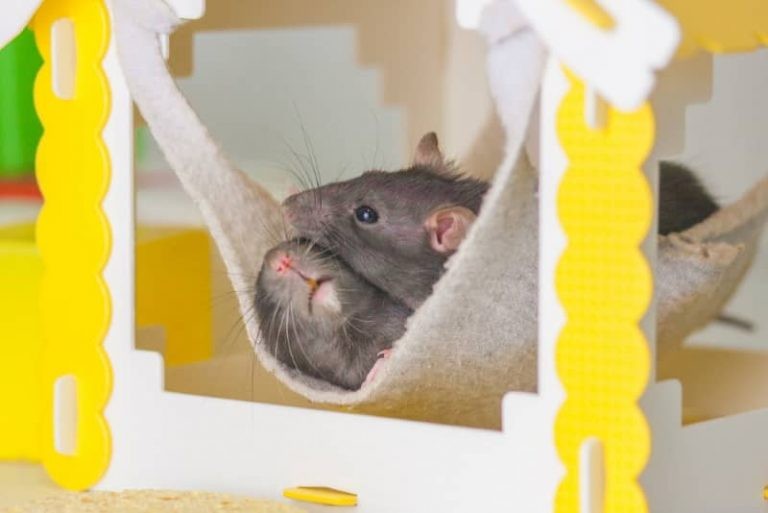 How Many Rats Should You Get? Consider This Before Adopting