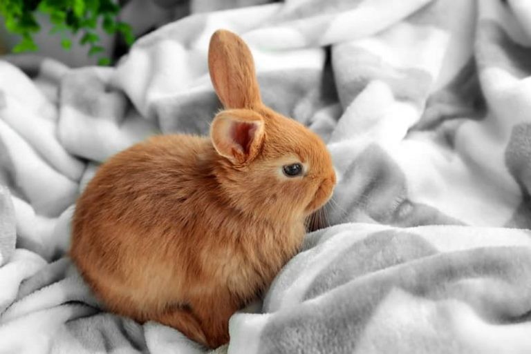 The Essential Guide To Rabbit Gestation: Rabbit Pregnancy Care & Tips