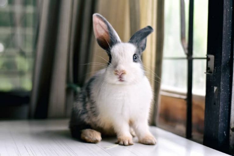 Moving House With a Rabbit: How to Help Them Adjust