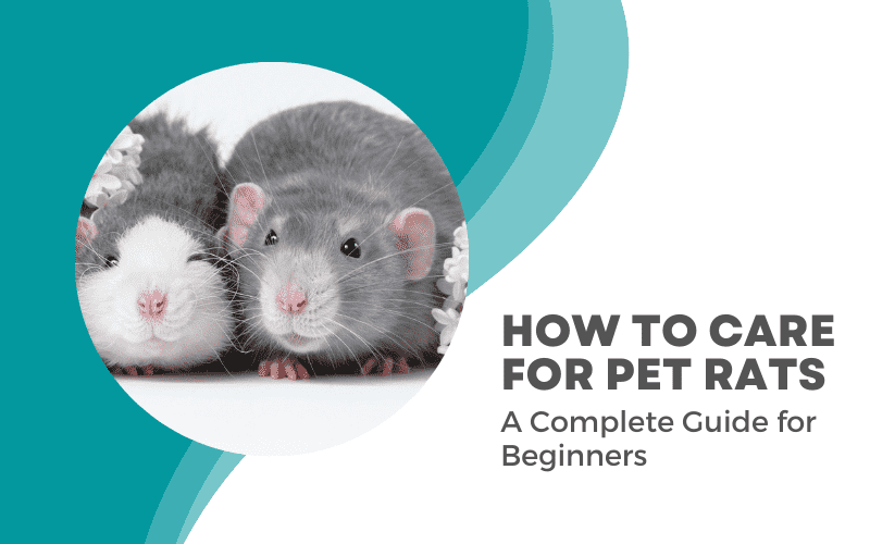 Rat Care 101: A Complete Rat Care Guide for Beginners | Animallama