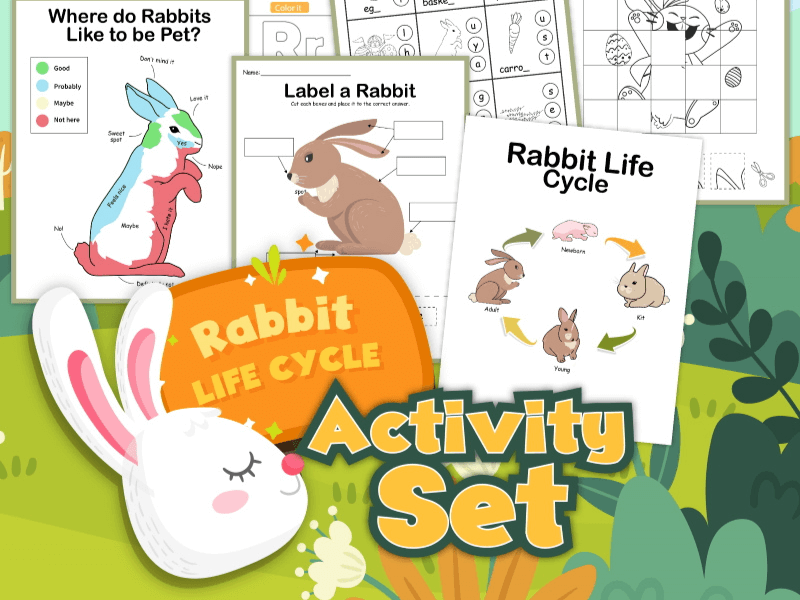 Rabbit Activity Set