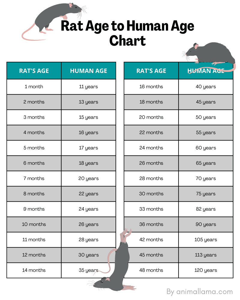Rat Age to Human Years Calculator & Chart