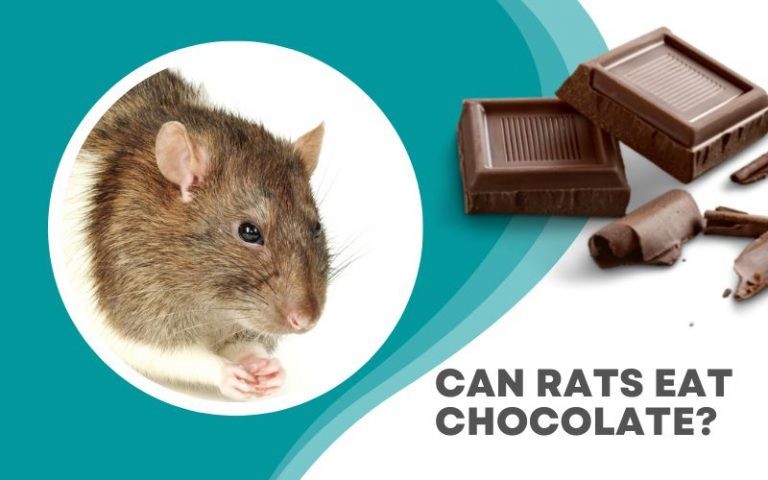 Can Rats Eat Chocolate? Should You Give It as a Treat?
