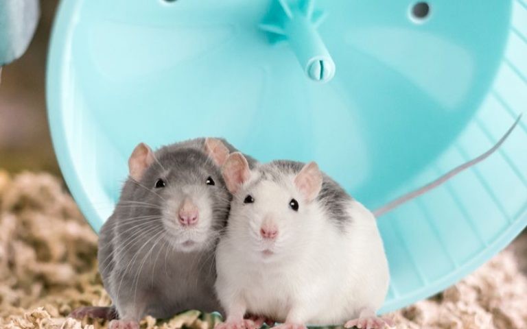 Do Rats Need a Wheel? What Kind of Wheels Are Safe?
