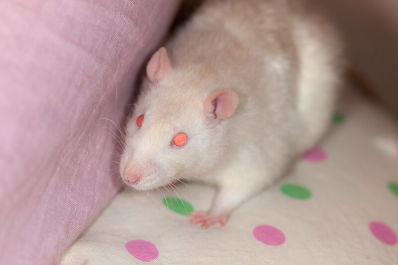 Rat with red eyes