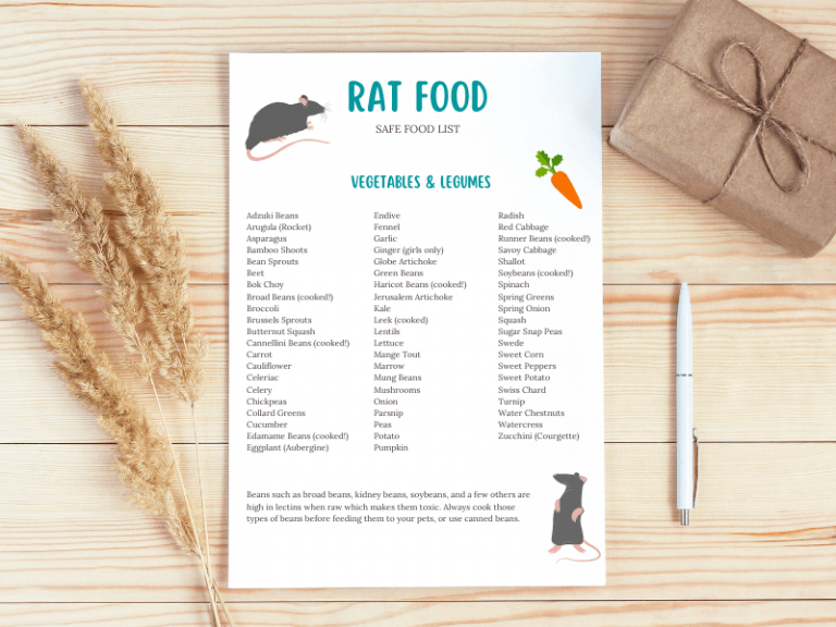 Safe Rat Food List: Veggies, Fruits, Nuts, Seeds, Herbs, Protein & More