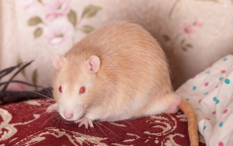 Why Do Rats Have Red Eyes?