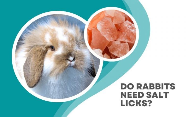 Do Rabbits Need Salt Licks?