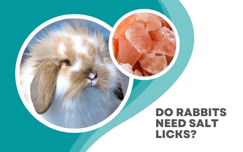 Do rabbits need salt licks