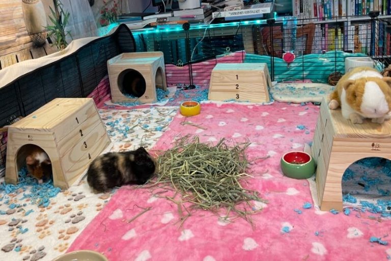 Guinea Pig Supplies List: 25 Essential & Optional Supplies for Your New Pets