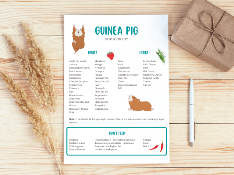 Safe Fresh Food List for Guinea Pigs: Vegetables, Fruits & Herbs