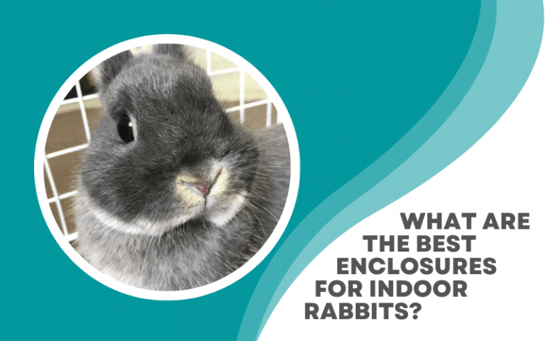 The Best Indoor Cage for Rabbits? You Won’t Find It in a Pet Store!
