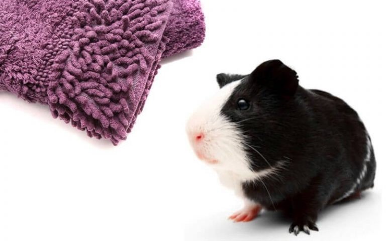 Bath Mats for Guinea Pigs: Pros & Cons of Using Chenille Rugs as Bedding