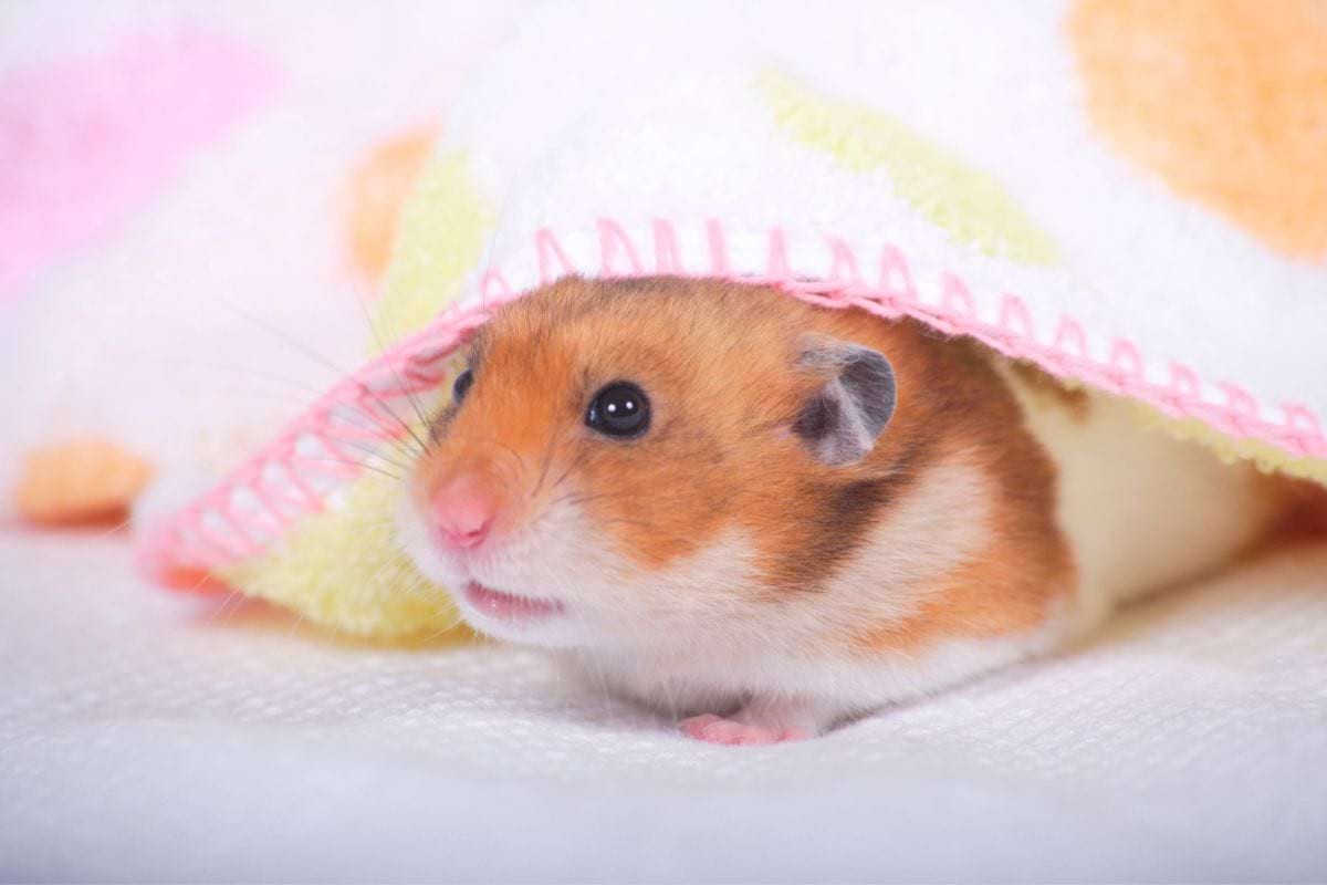 1000+ Cute & Funny Hamster Names for Males & Females, Dwarfs & Syrians |  Animallama