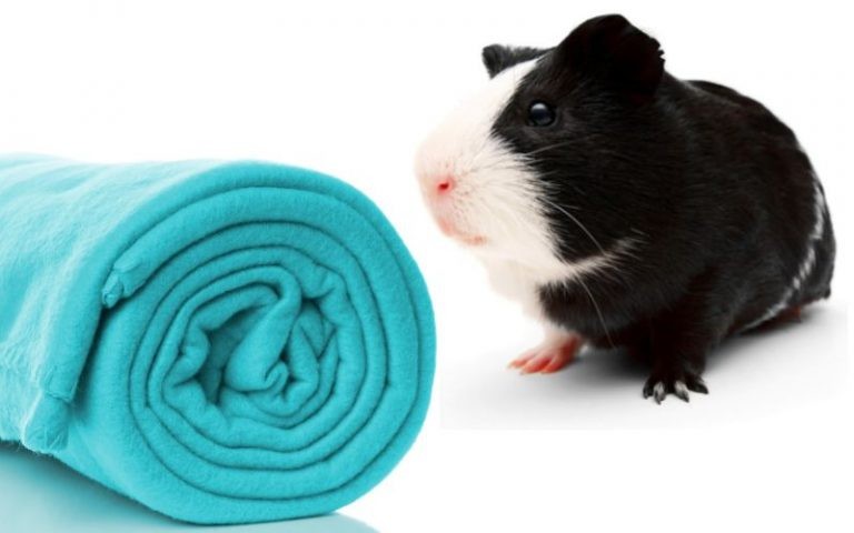 Fleece Bedding for Guinea Pigs: Pros and Cons & How to Use It
