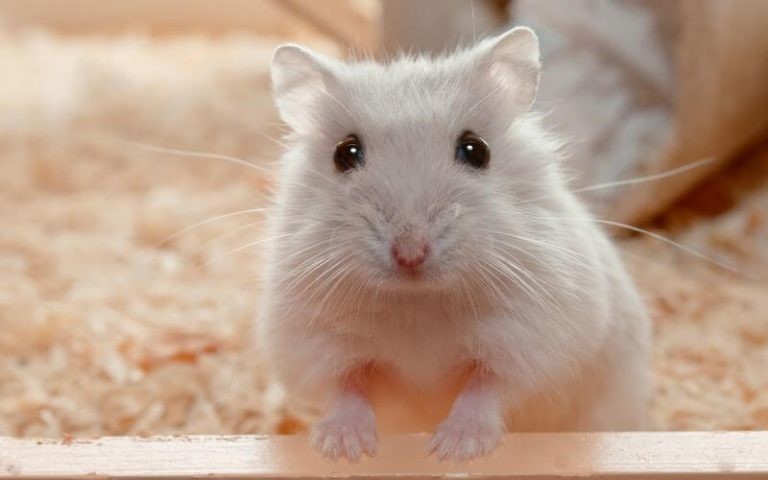 Hamsters as Pets: Pros and Cons to Consider Before Adopting