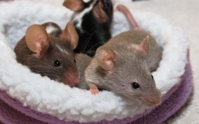 Mice as Pets: Pros and Cons to Consider Before Adopting