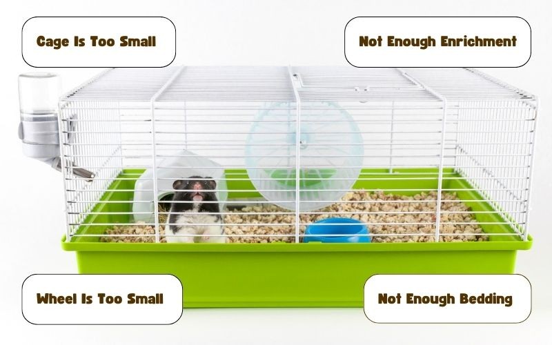 Bad hamster cage setup