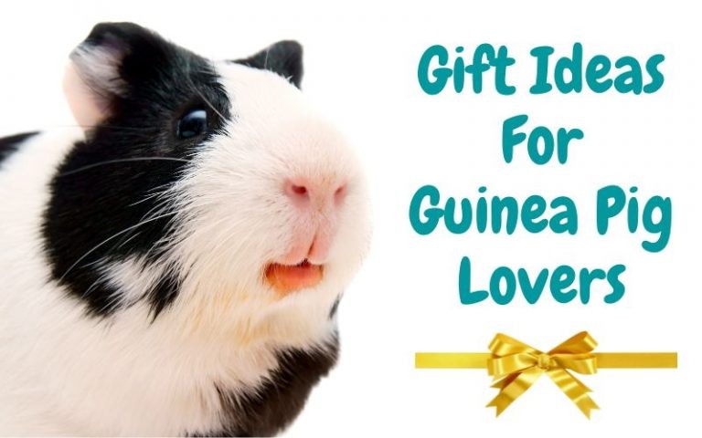 16 Gifts for Guinea Pig Lovers & Owners
