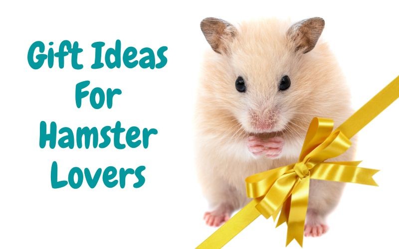 15 Gifts for Hamster Lovers & Owners - Adults & Kids | Animallama