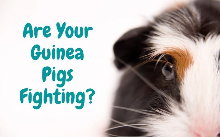 Are Your Guinea Pigs Fighting? 5 Things to Do