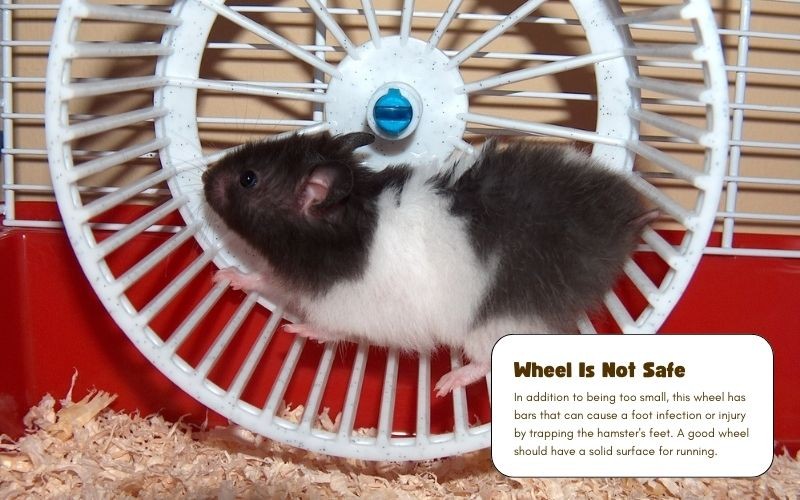 Hamster wheel not safe