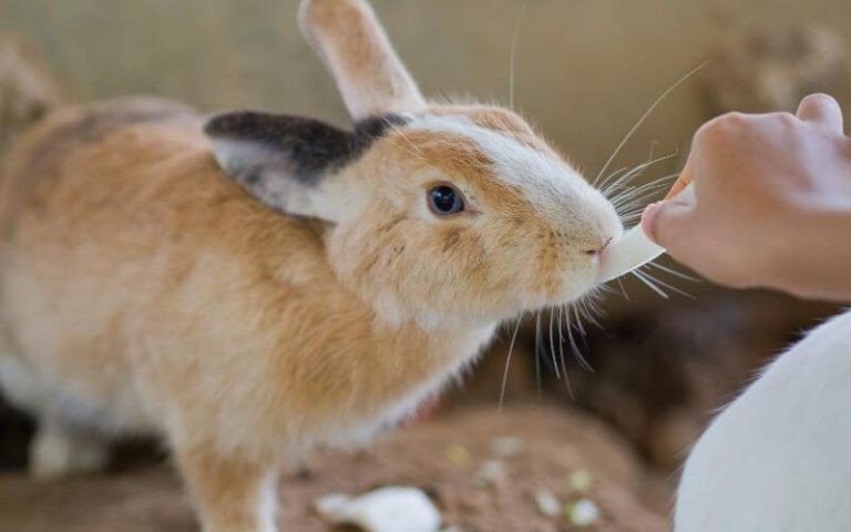 Why Does My Rabbit Bite Me? And What to Do About It?