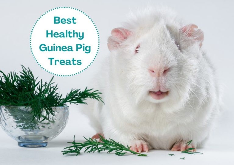 Best Healthy Guinea Pig Treats and Snacks (& What to Avoid)