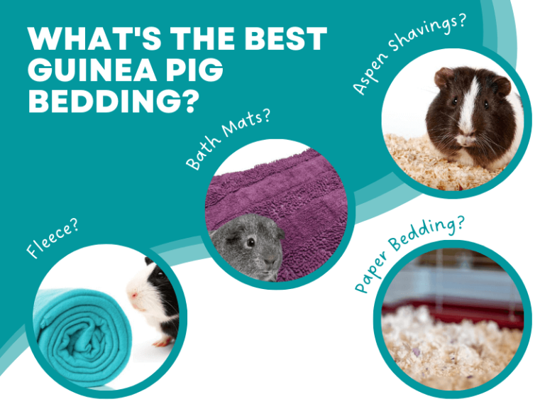 Best Bedding for Guinea Pigs: Top 6 Choices That Are Safe & Comfortable