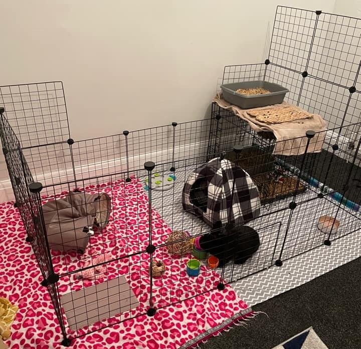 Beth McCue Rabbit cage setup