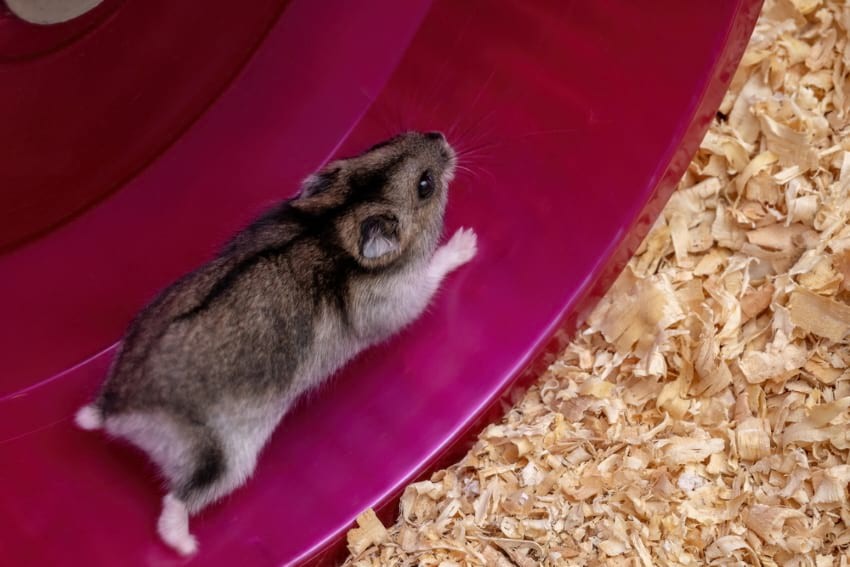 Hamster wheel is an essential hamster supply