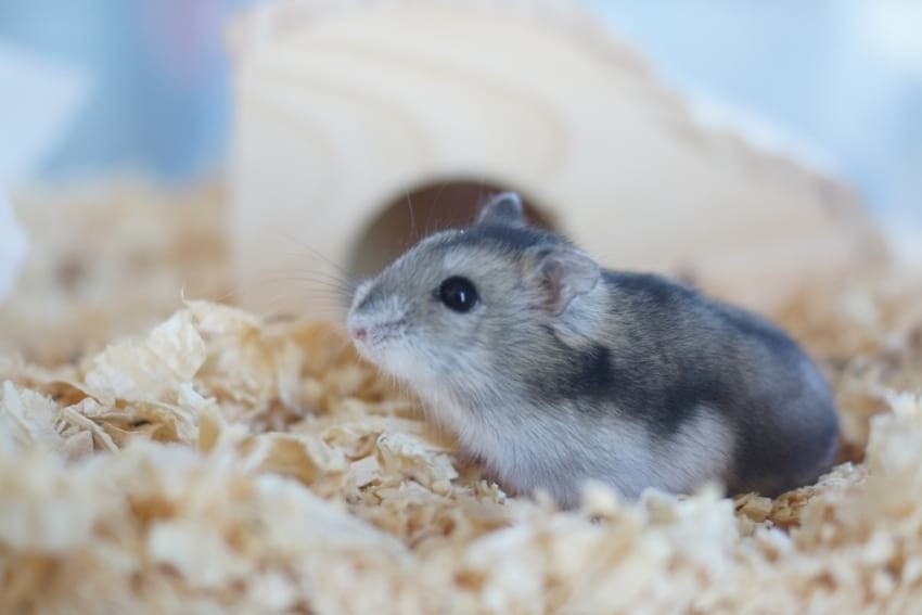 Hamster bedding (substrate)