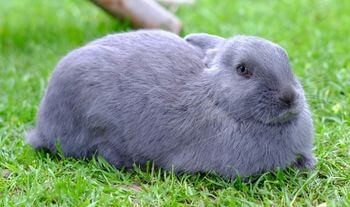 Loaf rabbit sleeping position