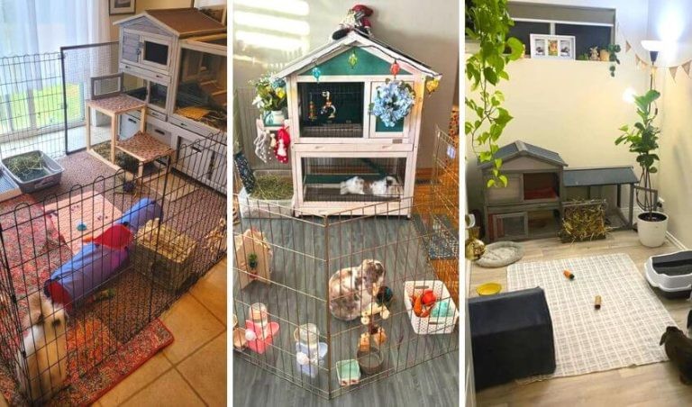Rabbit Cage Setup for Happy & Healthy Bunnies