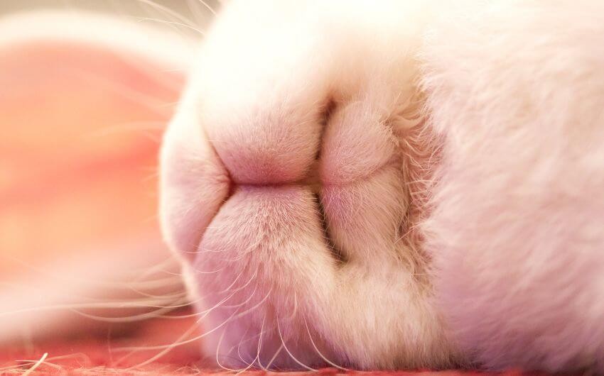 Do rabbits sleep with eyes open?