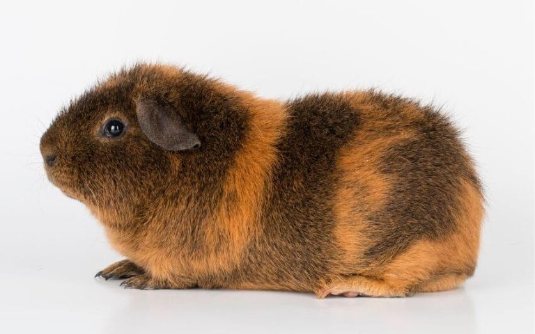 Rex Guinea Pigs: Breed Info, Personality & Ethical Ways to Adopt