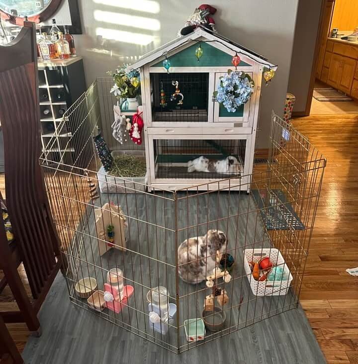 Rabbit Cage Setup by Taylor DuPea
