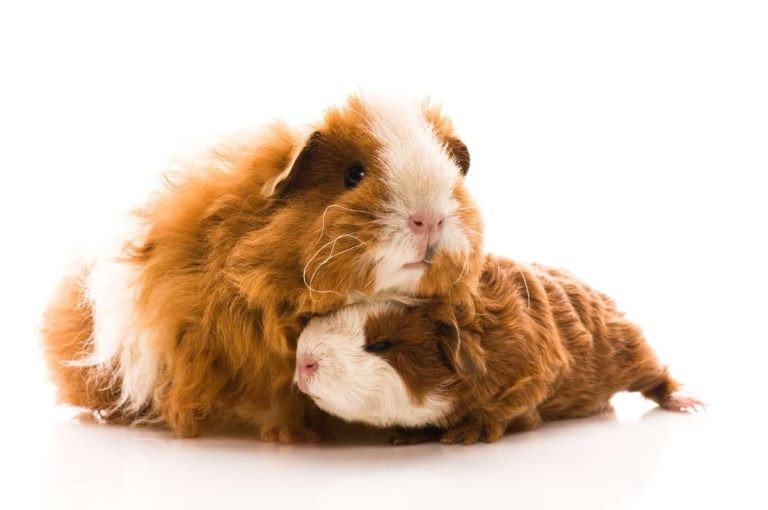 Texel guinea pigs breed
