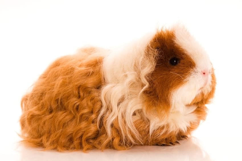 How to Texel guinea pigs look like