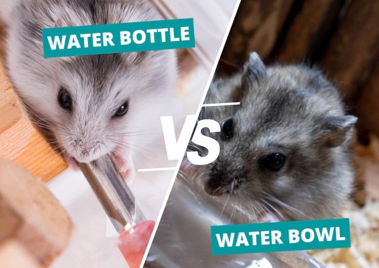 Can Hamsters Drink From a Bowl? Water Bowl vs Water Bottle for Hamsters